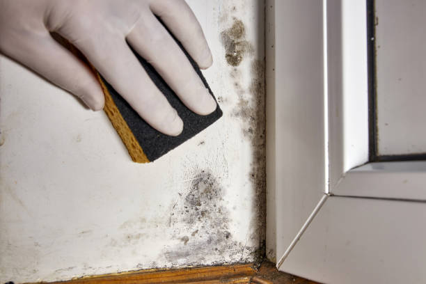 Best Black Mold Removal  in Redwood, OR